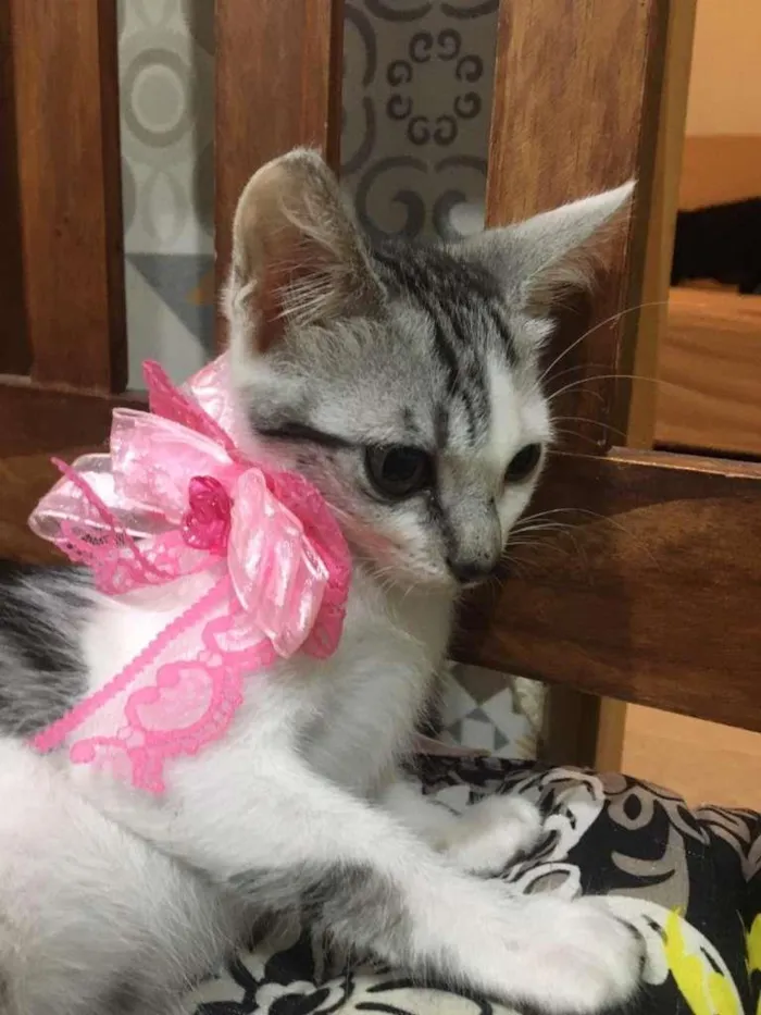 Gato ra a SRD-ViraLata idade 2 a 6 meses nome Luna