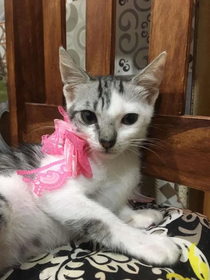 Gato ra a SRD-ViraLata idade 2 a 6 meses nome Luna