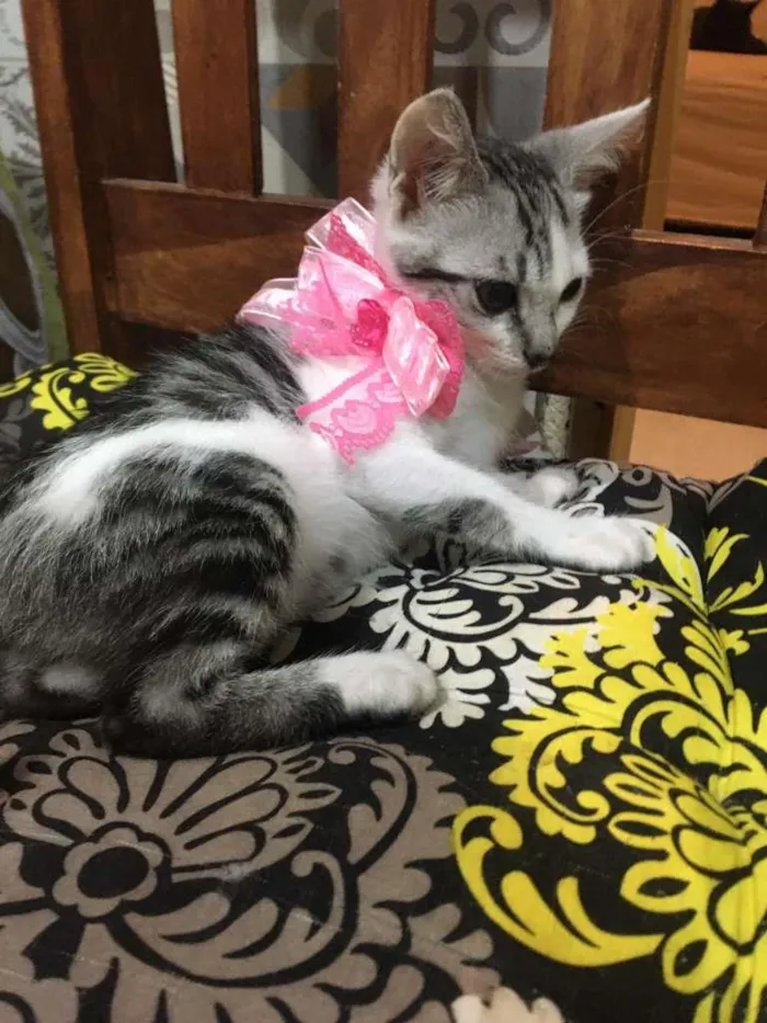 Gato ra a SRD-ViraLata idade 2 a 6 meses nome Luna