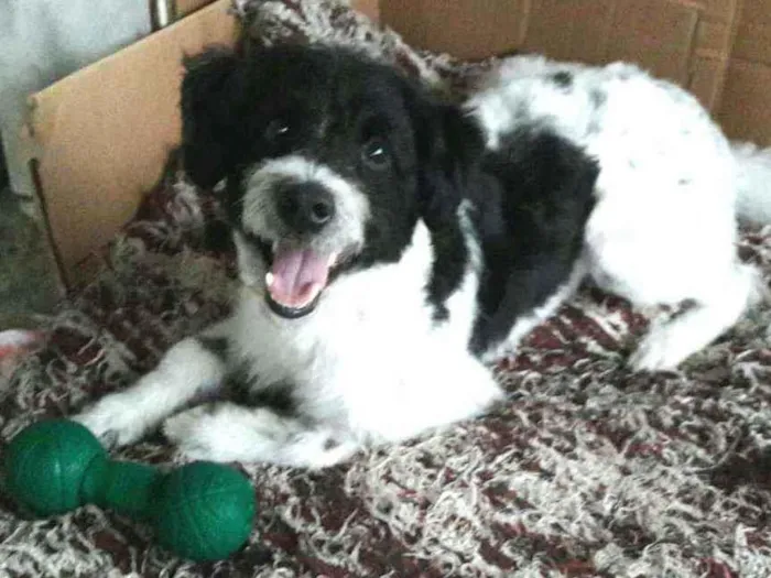 Cachorro raça  idade 2 anos nome Billy 