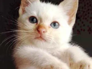 Gato raça Srd idade 2 a 6 meses nome Isabela linda bebê 