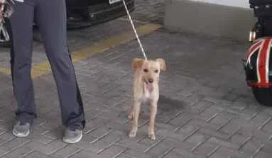 Cachorro ra a SRD idade 7 a 11 meses nome Clarinha
