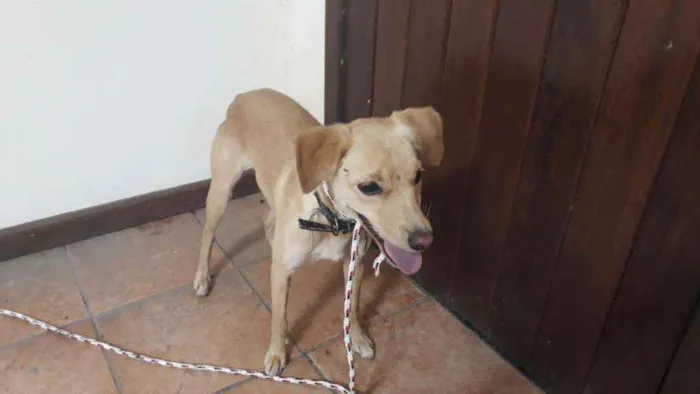 Cachorro ra a SRD idade 7 a 11 meses nome Clarinha