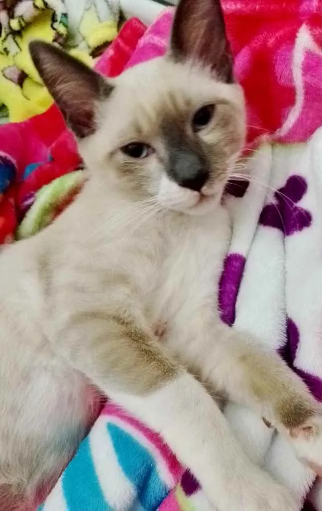 Gato raça Srd idade 2 a 6 meses nome Alex lindo bebê 