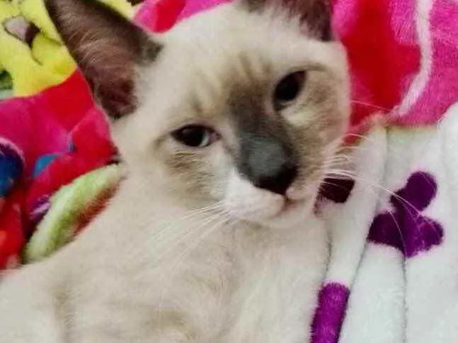 Gato raça Srd idade 2 a 6 meses nome Alex lindo bebê 