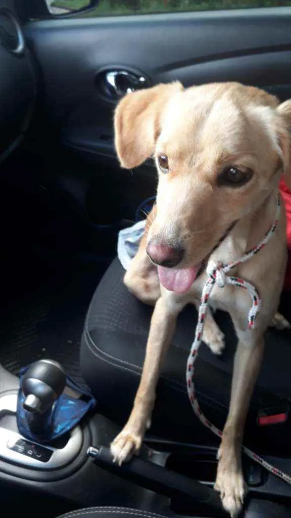 Cachorro ra a SRD idade 7 a 11 meses nome Clarinha