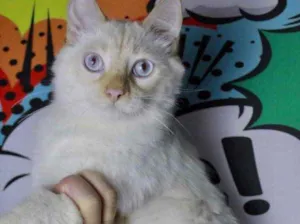 Gato raça Srd idade 7 a 11 meses nome Yuki lindo demais 