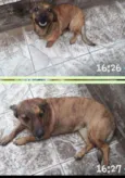 Docinho