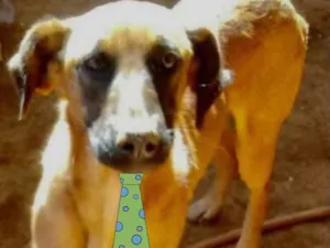 Cachorro raça Mestiço  idade 4 anos nome Eros 