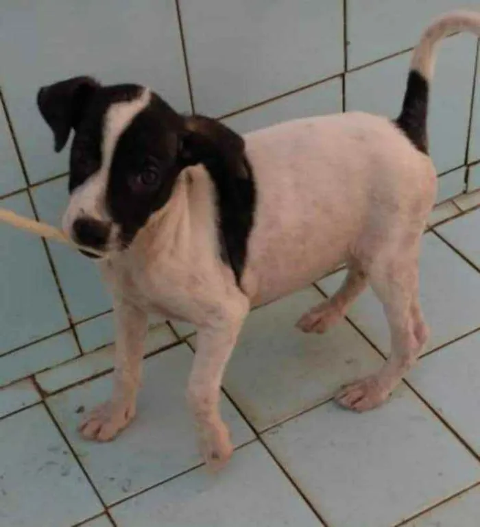 Cachorro ra a SRD idade 2 a 6 meses nome Jujuba
