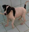Jujuba