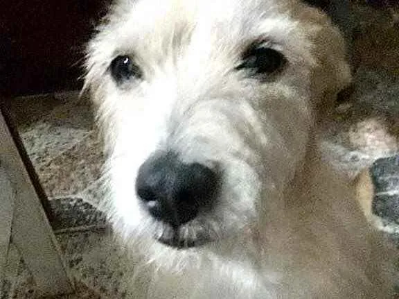 Cachorro raça Srd idade 2 anos nome Princesa urgente 