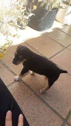 Cachorro raça Indefinida idade Abaixo de 2 meses nome Fox