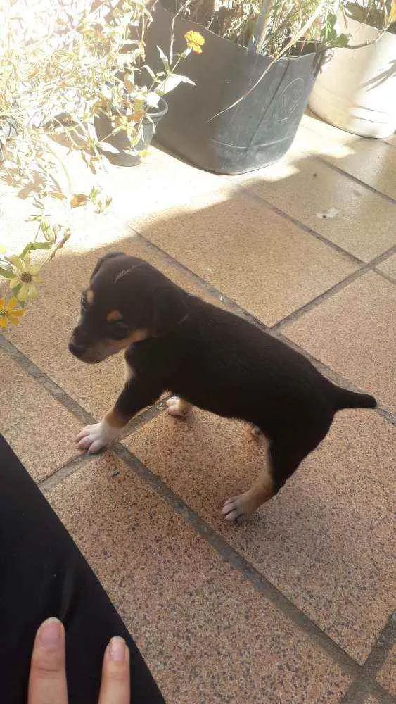 Cachorro ra a Indefinida idade Abaixo de 2 meses nome Fox