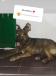 Rex