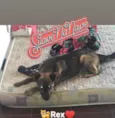 Rex