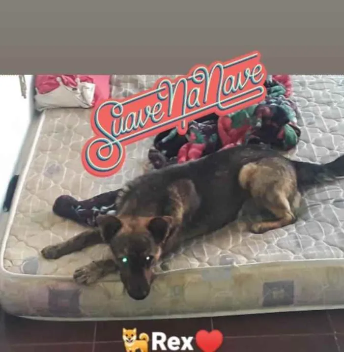 Cachorro ra a Pastor alemão misturado idade  nome Rex