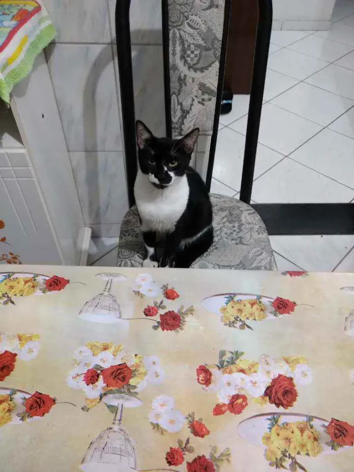 Gato ra a Não sei idade 2 a 6 meses nome Músi