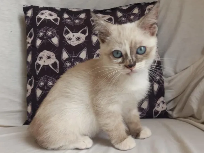Gato raça SRD-ViraLata idade 2 a 6 meses nome Suiani