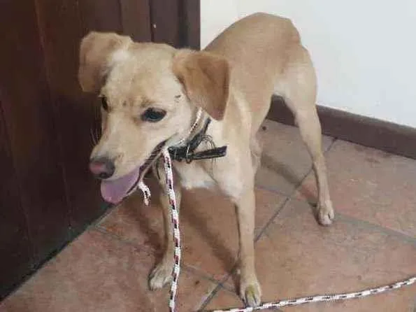 Cachorro ra a SRD idade 7 a 11 meses nome Clarinha