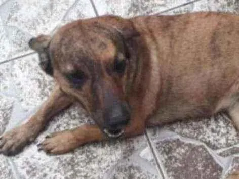 Cachorro ra a SRD idade 2 anos nome Docinho