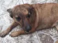 Docinho