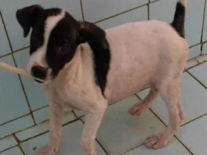 Cachorro raça SRD idade 2 a 6 meses nome Jujuba