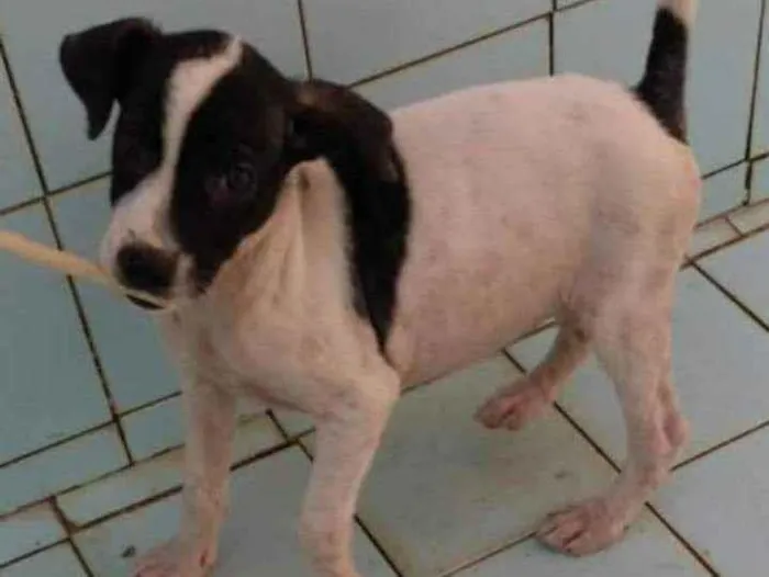 Cachorro ra a SRD idade 2 a 6 meses nome Jujuba