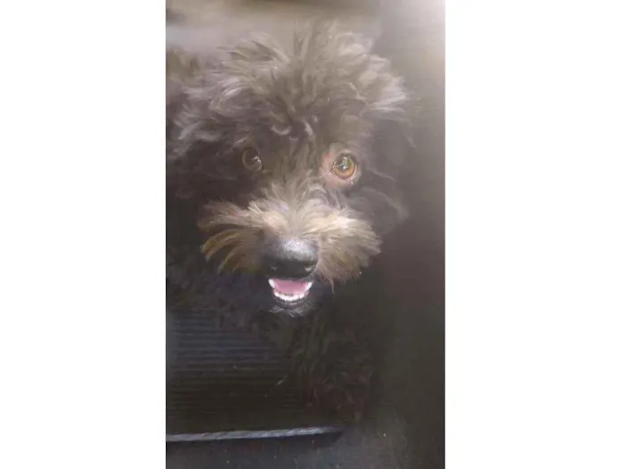 Cachorro ra a Poodle idade 3 anos nome Preto