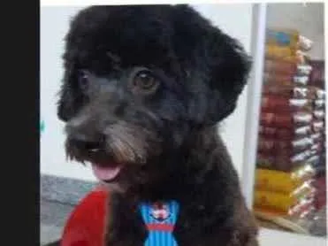 Cachorro ra a Poodle idade 3 anos nome Preto