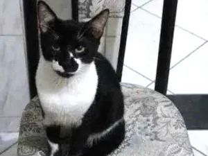 Gato raça Não sei idade 2 a 6 meses nome Músi