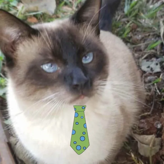 Gato ra a Siames  idade 3 anos nome Romeu 