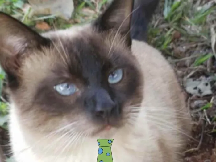 Gato ra a Siames  idade 3 anos nome Romeu 