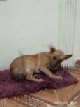 Manu
