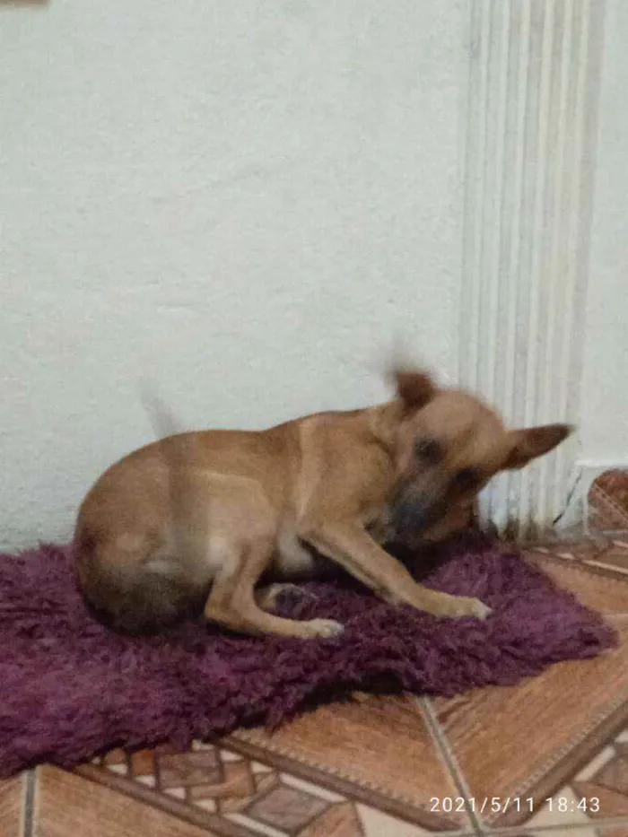 Cachorro raça Sdr idade 2 a 6 meses nome Manu