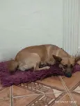 Manu