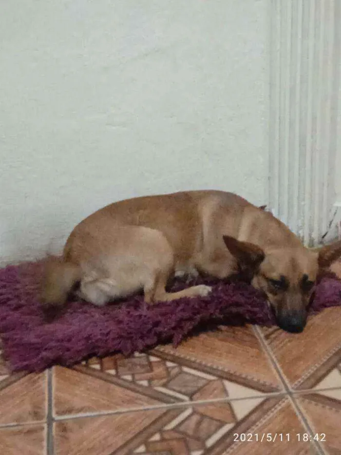 Cachorro raça Sdr idade 2 a 6 meses nome Manu