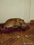 Manu