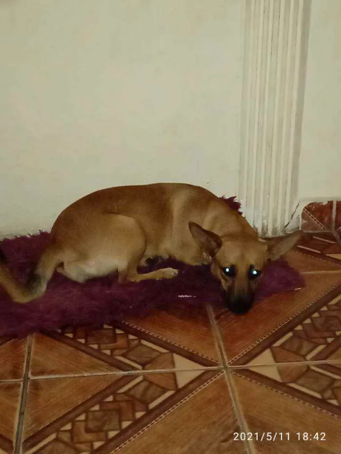 Cachorro raça Sdr idade 2 a 6 meses nome Manu