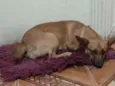 Manu