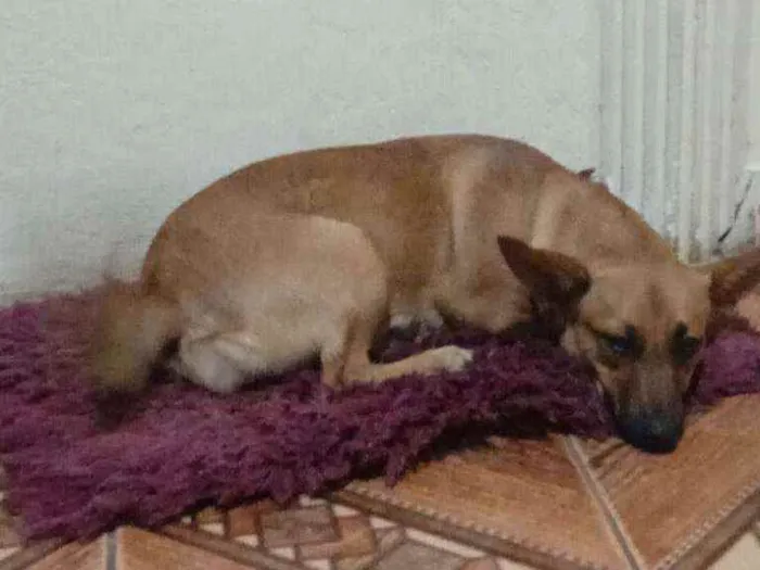 Cachorro raça Sdr idade 2 a 6 meses nome Manu