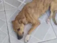 Paçoca