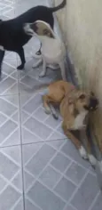 Paçoca