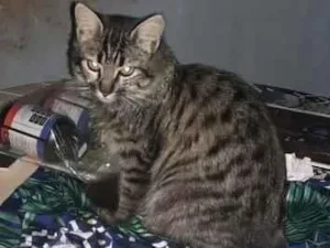 Gato raça Sem raça definida idade 7 a 11 meses nome Sem nome