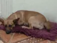 Manu