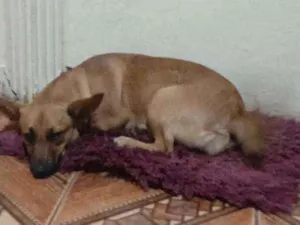 Cachorro raça Sdr idade 2 a 6 meses nome Manu