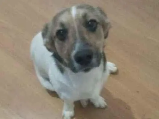 Cachorro raça Srd idade 1 ano nome Bento