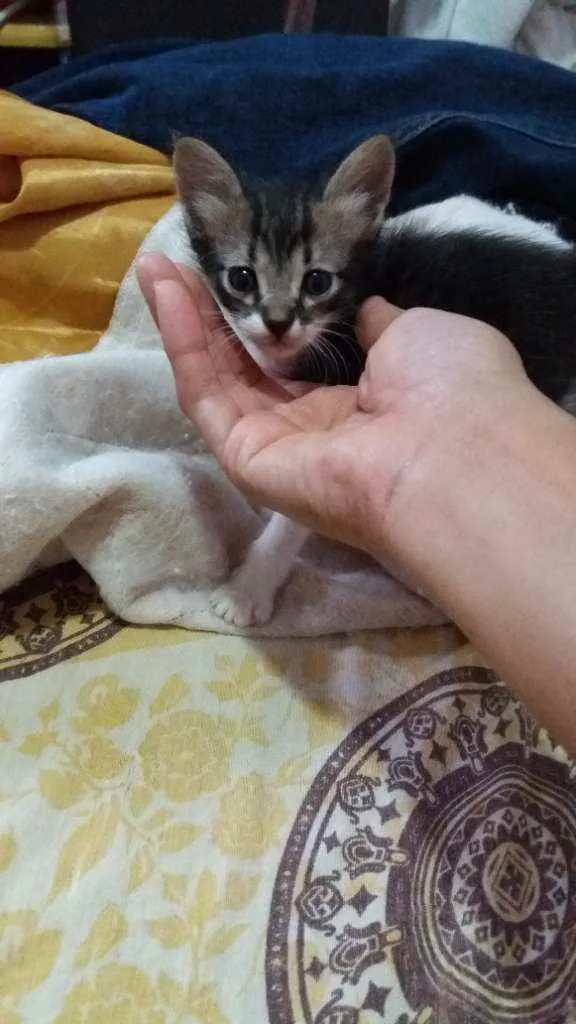 Gato ra a Variada. idade Abaixo de 2 meses nome Gatinhos filhote