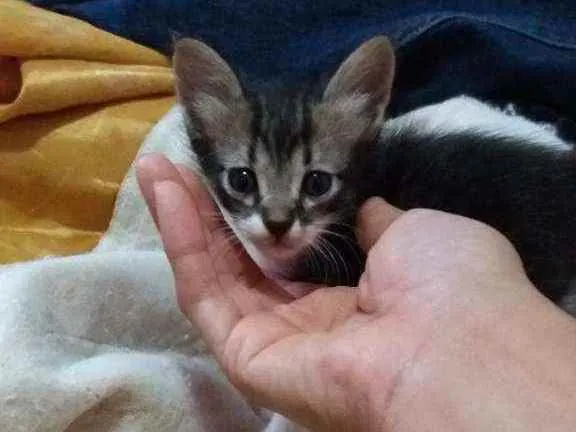 Gato ra a Variada. idade Abaixo de 2 meses nome Gatinhos filhote