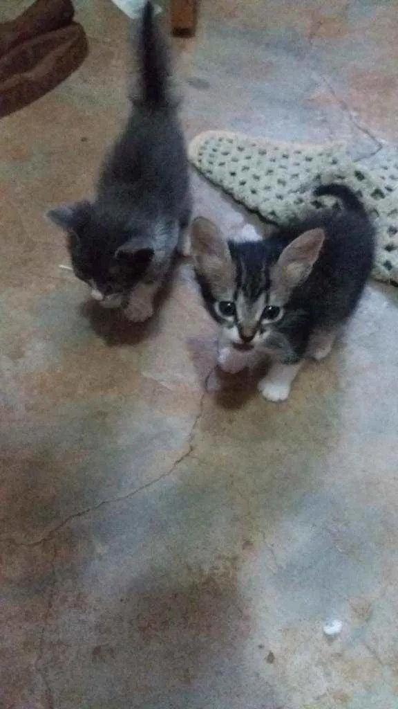 Gato ra a Variada. idade Abaixo de 2 meses nome Gatinhos filhote